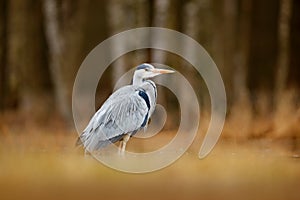 Bird in the forest lake. Heron in the water. Grey Heron, Ardea cinerea, bird sitting, green marsh grass, forest in the background,