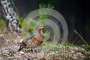 Bird in the forest photo