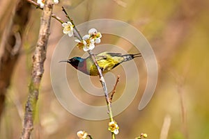 Bird,Fork-tailed Sunbird