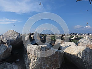 The bird found at Layang-layang island & x28;Bird island