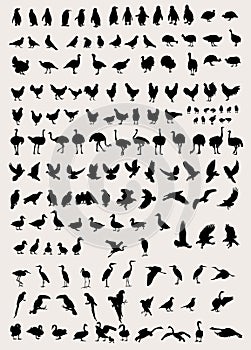 Bird and Fowl Silhouettes photo