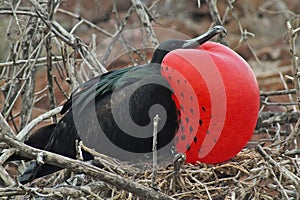 Bird frigate with red breast on the nest during mating season Galapagos islands North Seymour