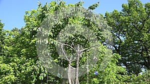 Bird frighten and protect berries with cd discs on cherry tree. 4K