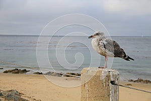 Bird in front of sea at Monterey Bay California