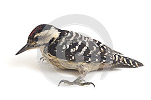 Bird Fulvous-breasted Woodpecker Dendrocopos macei isolated on white