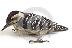 Bird Fulvous-breasted Woodpecker Dendrocopos macei isolated on white