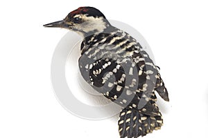 Bird Fulvous-breasted Woodpecker Dendrocopos macei isolated on white