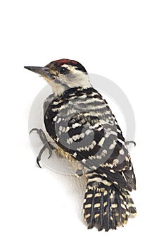 Bird Fulvous-breasted Woodpecker Dendrocopos macei isolated on white