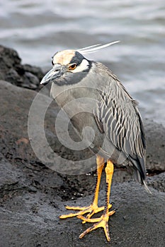 Bird, Galapagos photo