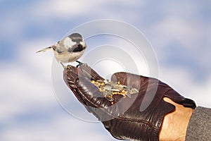 Bird feeding hand