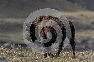 A bird gets a ride on a bison