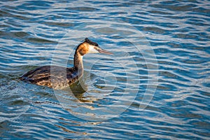 Bird getting ready to dive looking for some food