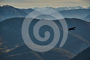 Bird gliding above mountain landscape in Bavaria, Germany. Bird flies over mountain landscape in the German Alps. Panoramic