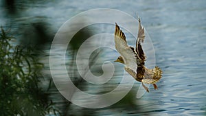 Bird gliding gracefully above a serene lake, its wingspan spread wide