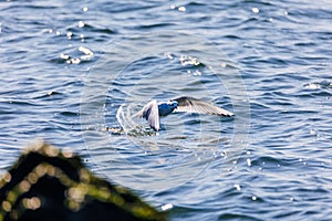 Bird gliding gracefully above the tranquil surface of a body of water, with its wingspan open wide