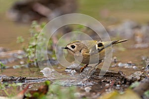 Bird Goldcrest Regulus regulus in the wild