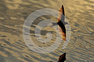 Bird with golden wings flying over water