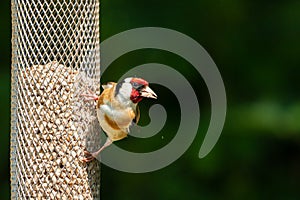 Bird Goldfinch - Carduelis carduelis