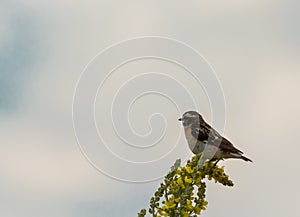 Bird of Goldfinch sits on a yellow flower