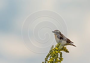 Bird of Goldfinch sits on a yellow flower