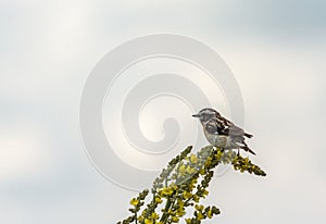 Bird of Goldfinch sits on a yellow flower