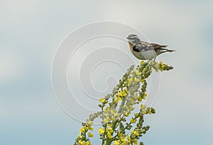 Bird of Goldfinch sits on a yellow flower