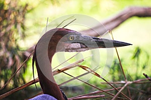 Bird Goliath heron beak closeup shot.