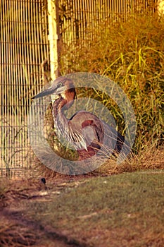 Bird Goliath heron sat on nest.