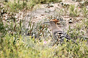 The bird got a snail, hoopoe likes it.