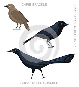 Bird Grackle Set Cartoon Vector Illustration