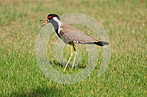 Bird on a grass