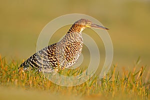 Bird in grass. Evening sun, Rufescent Tiger-Heron, Tigrisoma lineatum, motteled bird with evening back light, in the nature habita photo