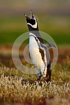 Bird in the grass. Penguin in the red evening grass, Magellanic penguin, Spheniscus magellanicus. Black and white penguin in the photo