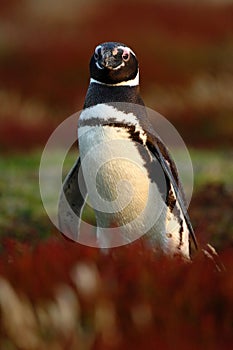 Bird in the grass. Penguin in the red evening grass, Magellanic penguin, Spheniscus magellanicus. Black and white penguin in the photo