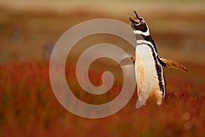 Bird in the grass. Penguin in the red evening grass, Magellanic penguin, Spheniscus magellanicus. Black and white penguin in the n