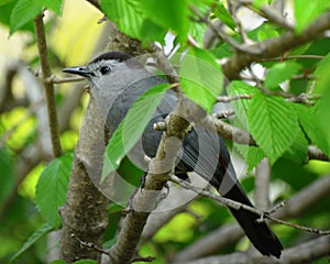 Bird - Gray Catbird 