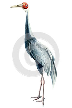 Bird gray crane, isolated white background, watercolor illustration
