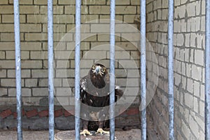 Bird, Gray-faced Buzzard Eagle,Butastur indicus in cage and losing freedom in life