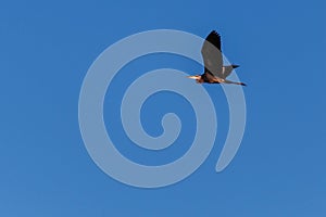 Bird gray heron in flight against the blue sky.
