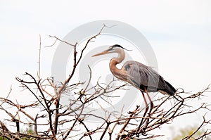 Bird, great blue heron, Florida