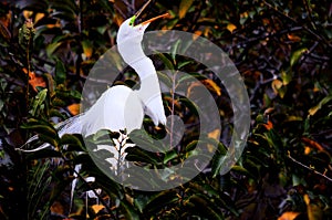 Bird, great egret in breeding plumage in nest, Florida