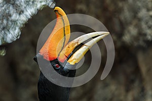 Bird,Great hornbill, Great indian hornbill