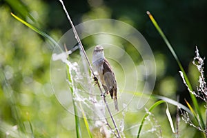 Bird great reed warbler Acrocephalus sits on bulrush, reed or cattail at sunny spring day in Europe
