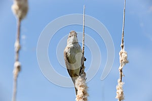 Bird great reed warbler Acrocephalus sits on bulrush, reed or cattail at sunny spring day in Europe