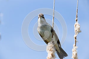 Bird great reed warbler Acrocephalus sits on bulrush, reed or cattail at sunny spring day in Europe