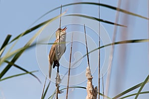 Bird great reed warbler Acrocephalus sits on bulrush, reed or cattail at sunny spring day in Europe