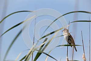 Bird great reed warbler Acrocephalus sits on bulrush, reed or cattail at sunny spring day in Europe