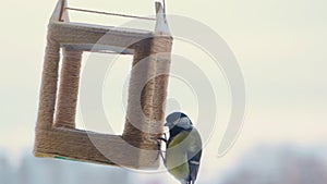 Bird Great Tit Parus Major eating from birdfeeder.