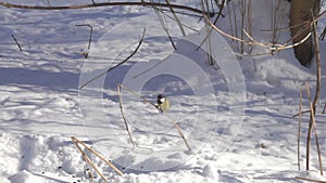Bird Great Tit Parus major flies up and sits on a dry blade of grass, slow motion