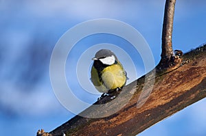 Bird - great tit sits on a thick branch in the winter forest on the background of snow